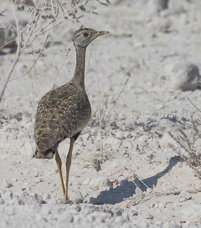 Red-Crested Korhaan